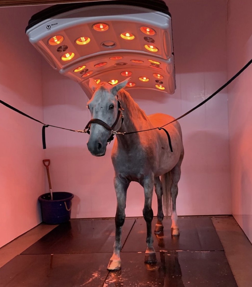 Noa Nolya Care avec un cheval